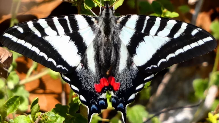 black and white butterfly meaning