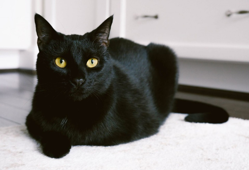 spiritual-meaning-of-black-cats-in-dreams-curious-pedia