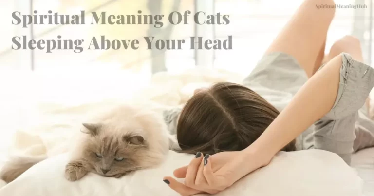 cat sleeping above your head
