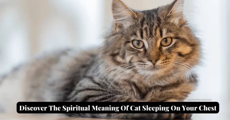 cat sleeping chest meaning