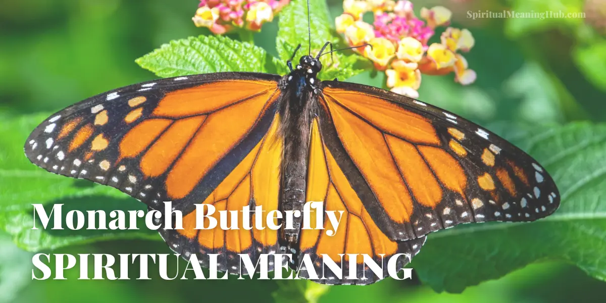 Monarch Butterfly Spiritual Meaning & Symbolism