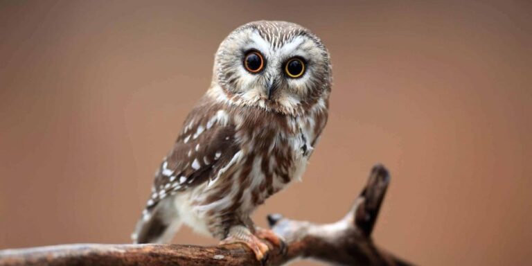 see owl during day