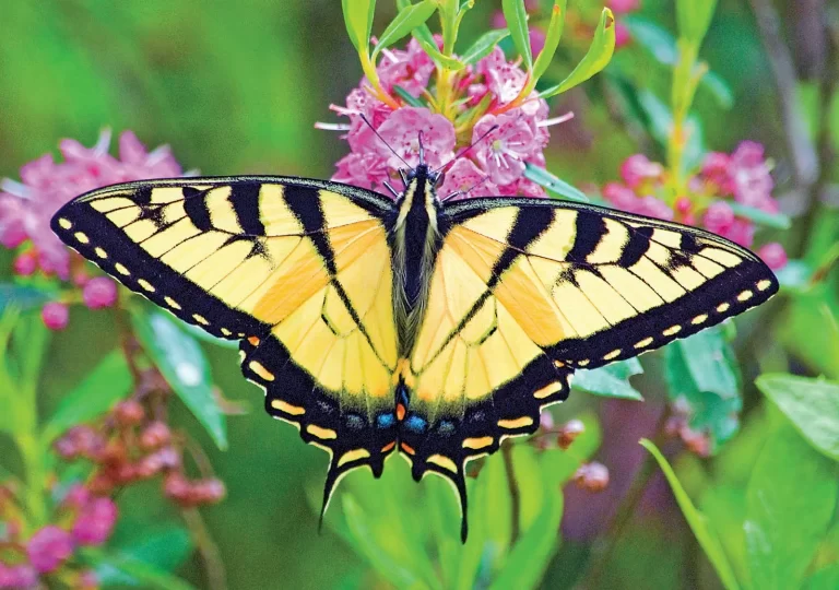 tiger swallowtail spirtual meaning