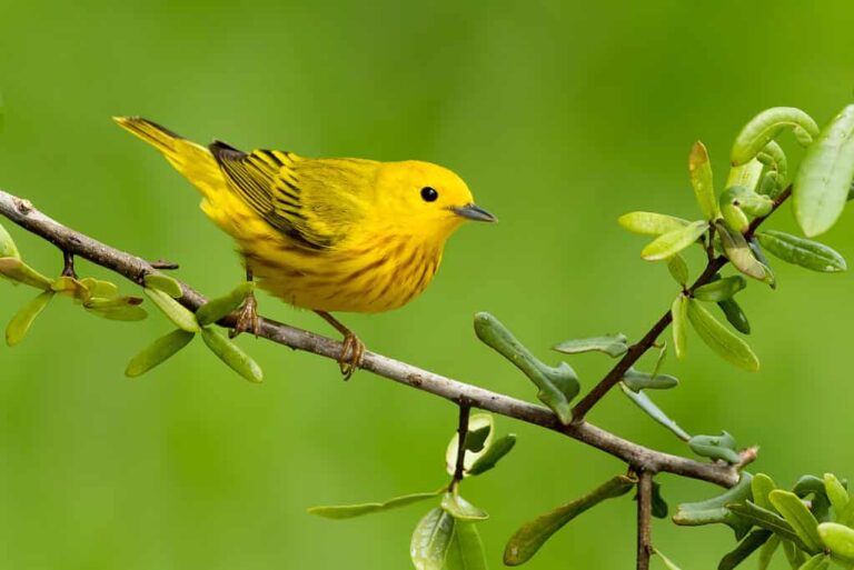 yellow bird spirtual meaning