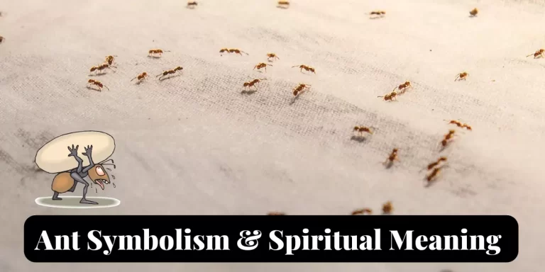 ant spiritual meaning and symbolism