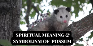 possum spiritual meaning