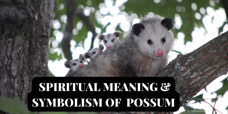 possum spiritual meaning