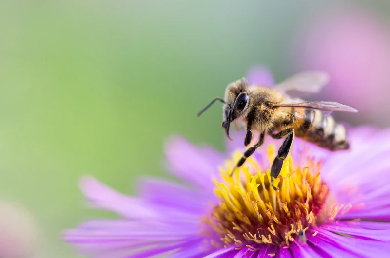 spiritual meaning of bumble bee spiritual meaning of bumble bee