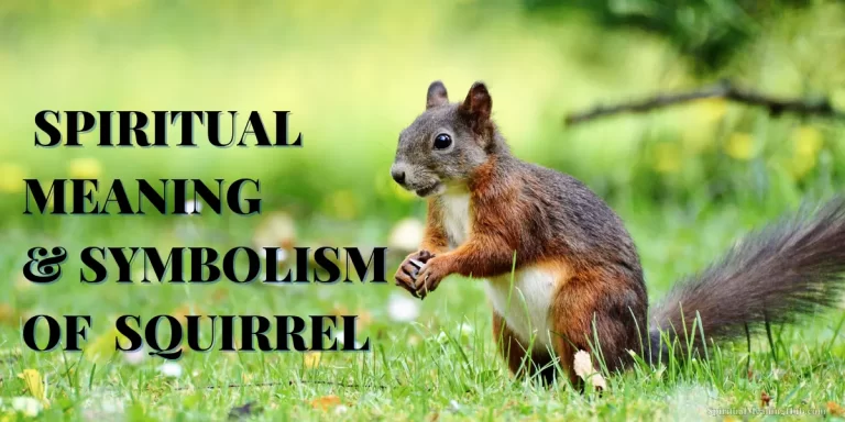 squirrel spiritual meaning